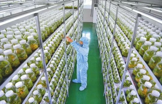 室内大棚淡水毛蟹养殖技术与管理