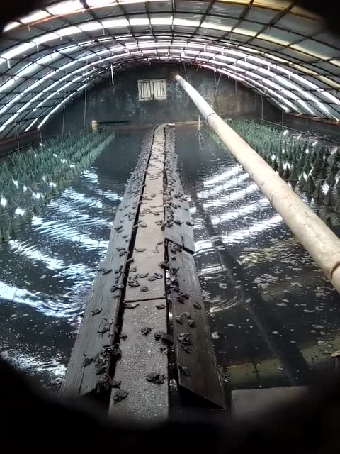 荆州市大棚养甲鱼，创新养殖模式的探索与实践