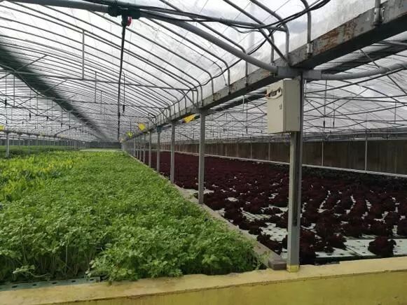 大棚里帆布池子养小龙虾，一种创新养殖模式的探索与实践