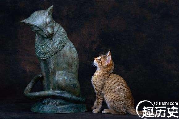 猫黄金棺材，神秘与传奇的象征