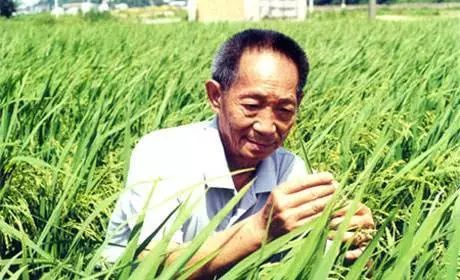 袁隆平的待遇，稻田里的国士无双