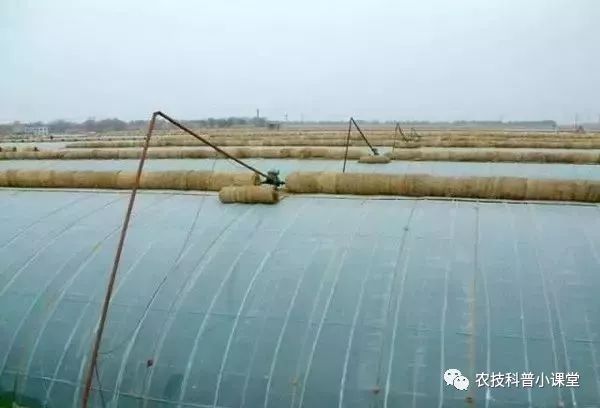 冬暖大棚养虾的投资成本分析