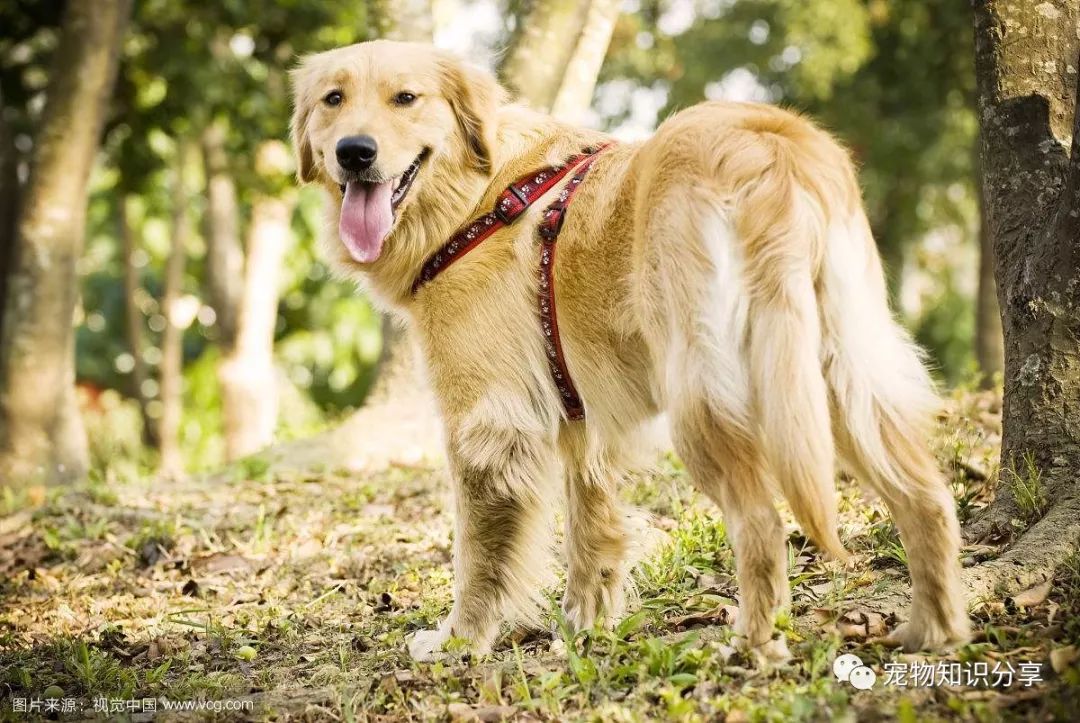 黄金眼犬，独特魅力与品种特性解析