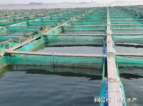 大棚海参养殖技术，优化生长环境，提升养殖效益