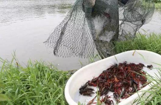 中国大棚养殖龙虾基地的深度探索