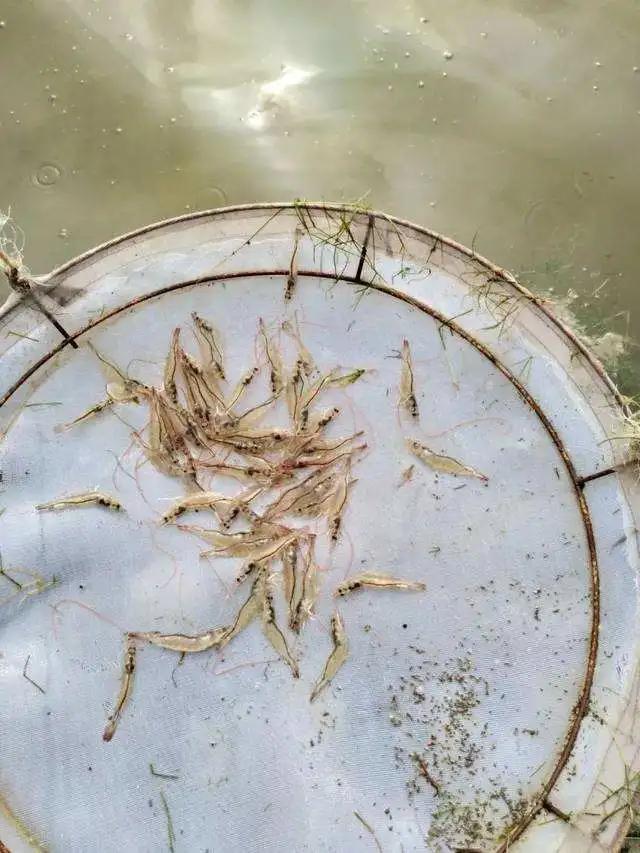 大棚南美虾水倒藻，养殖技术与管理的探讨