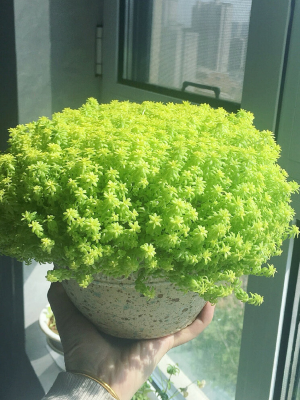野白黄金草的独特魅力