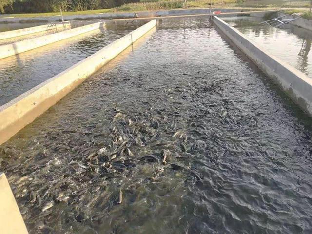 养鱼大棚的建造，现代水产养殖的新趋势