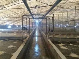 山东青岛养虾大棚转让，探索新的商机，开启成功之门