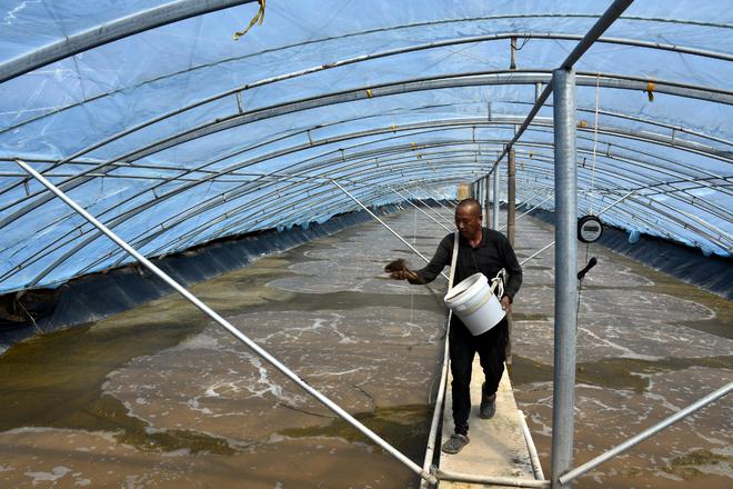 白皮虾大棚养殖技术与实践