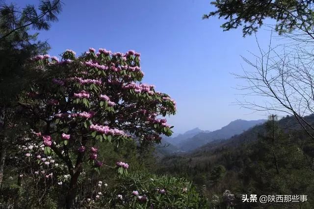 探索花草树木的世界，品种繁多的自然奇观