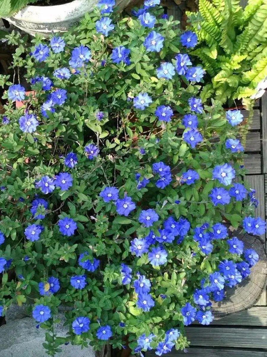 花卉品种名称与它们的魅力