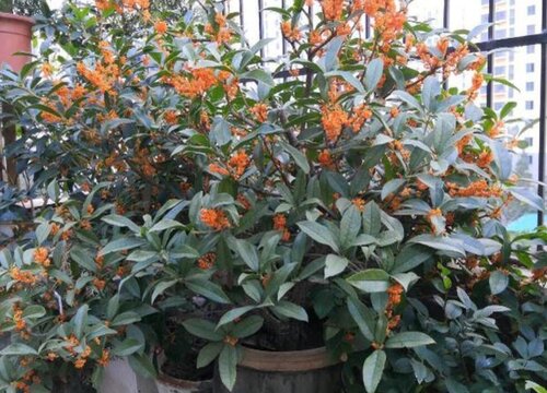 适合盆栽的桂花品种