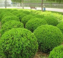 武汉绿化树木品种及其重要性