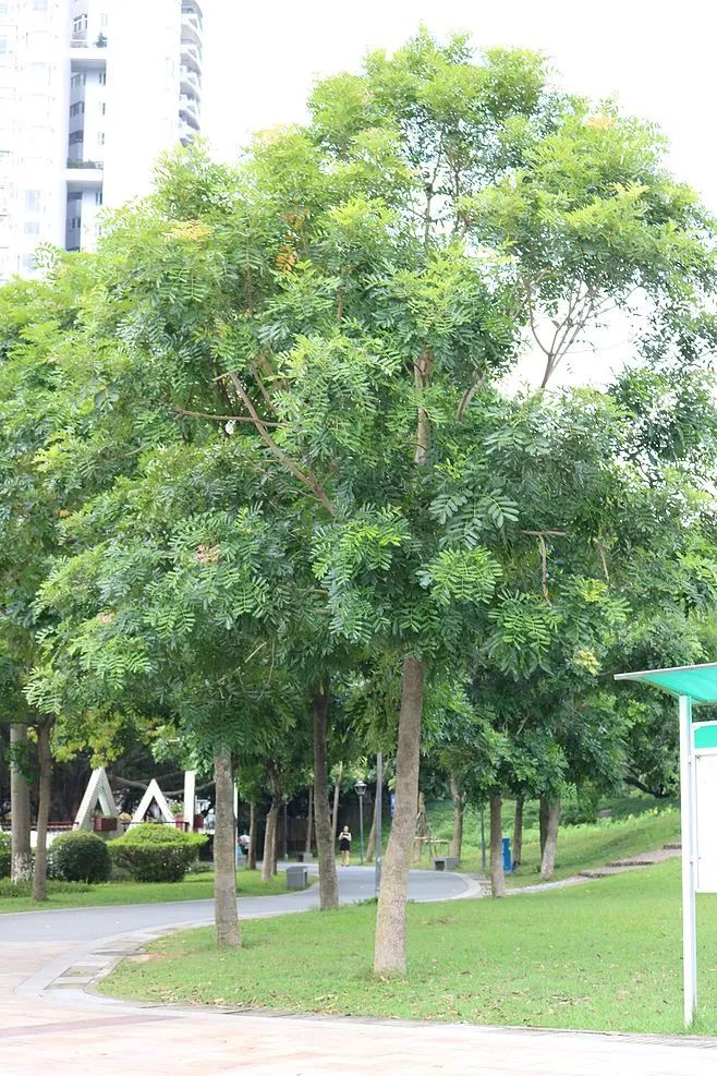 广州绿化树木品种及其美丽图片展示