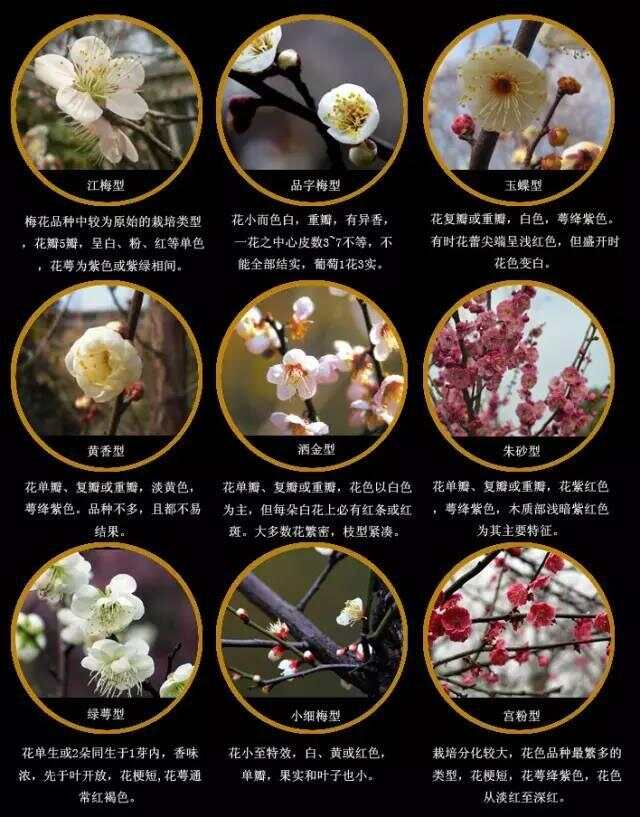 梅花名贵品种价格表及其背后的文化价值