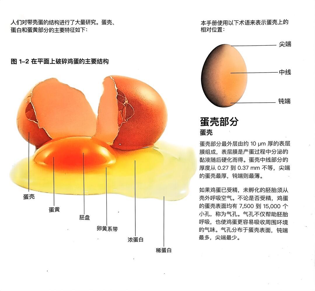 蛋与脚踏的拆解，深度探索背后的奥秘