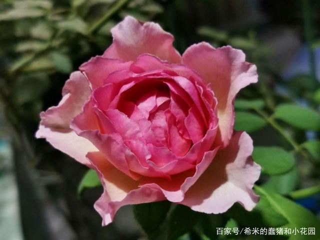 月季花无刺品种的探秘
