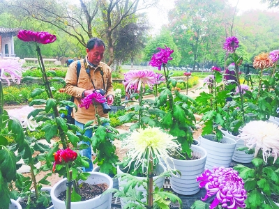 再力花品种，探索其独特魅力与多样性