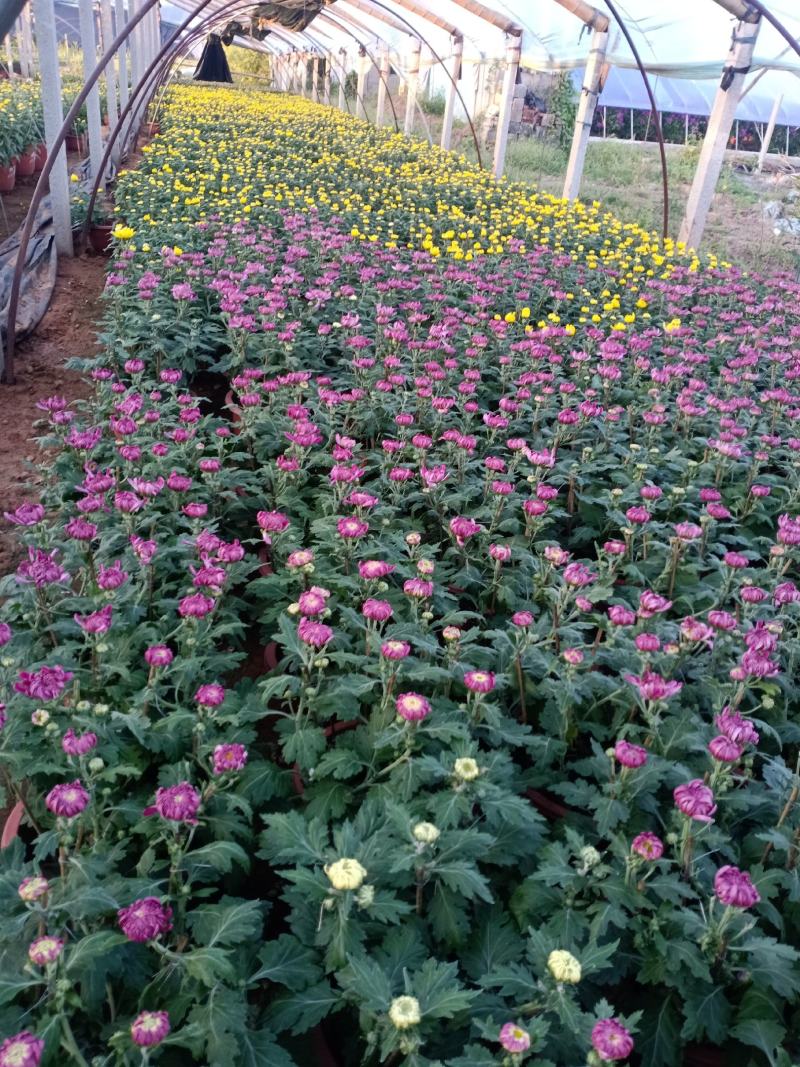 宿根常见草花品种