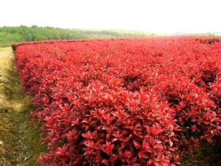园林绿化苗木品种图片——多彩植物的世界