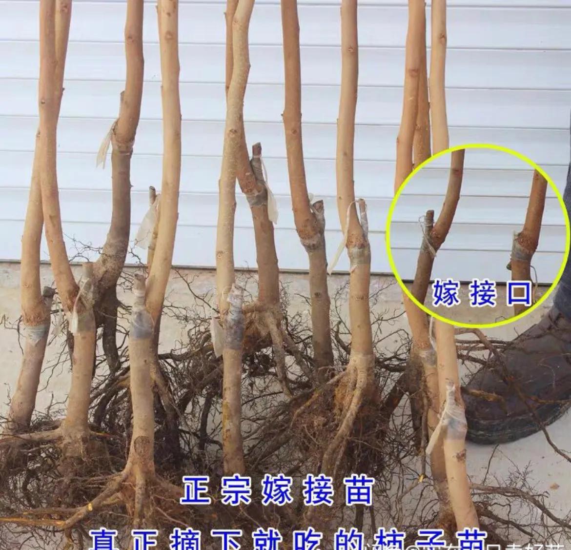 柿子树优良品种，培育与鉴赏
