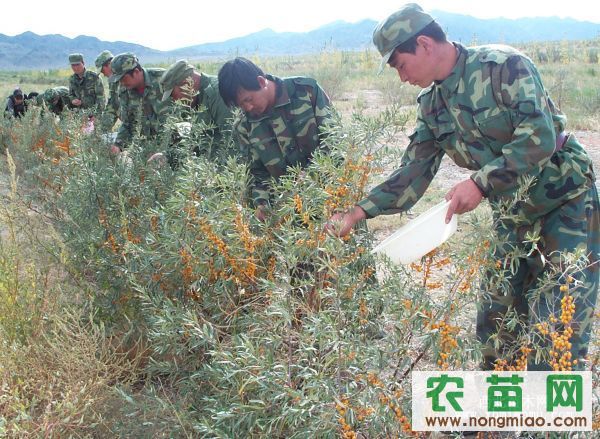 沙棘苗木的品种及其特点
