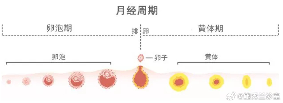 黄体期取卵，探究与应用