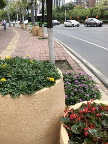 花箱草花品种，探索与赏析