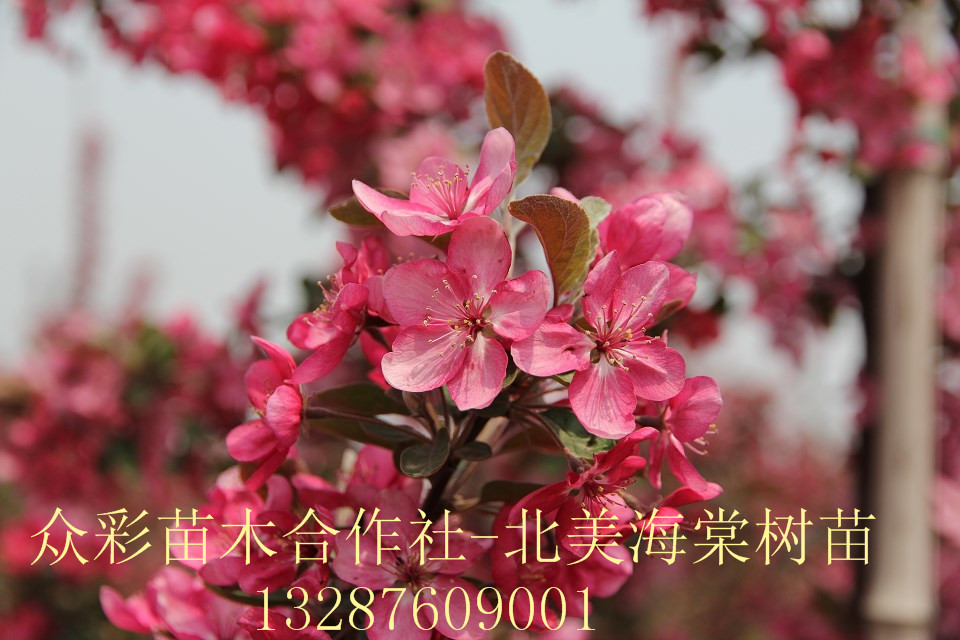 北美海棠品种的种类及其特点