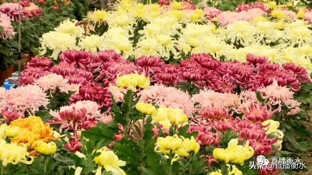 菊花苗品种及其魅力展现——品种介绍与图片欣赏