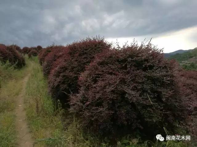 红花继木球品种区分，探索不同品种的特征与鉴别方法