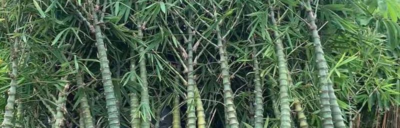 浙江竹子的品种与特色