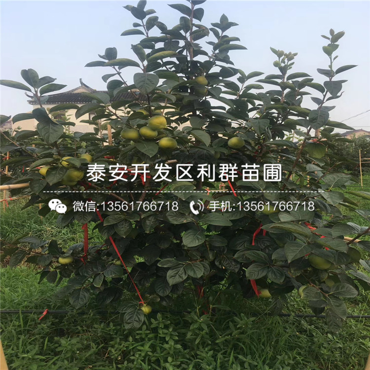 地被绿化苗木品种大全，了解与应用