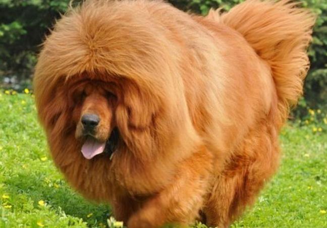 买一本画军犬的书，价格及其背后的故事